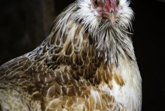 Giving Salmon Faverolles Chickens A Chance